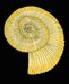Shell illustration
