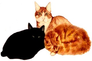 Animal Illustrations