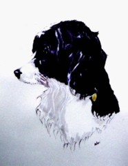 Collie Cross - Animal drawing in ink and wash on handmade paper